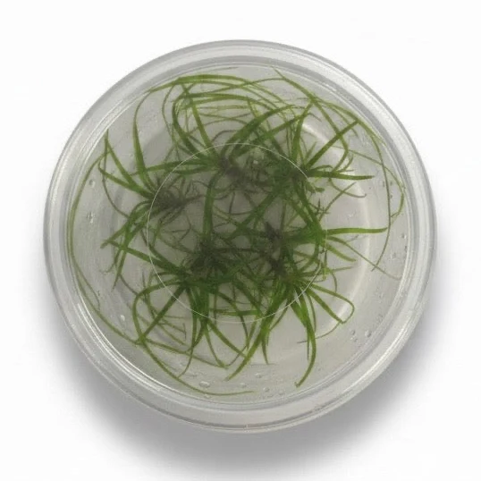 juncus repens Tissue Culture - Juncus repens - Image 1