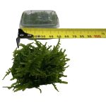 AquaLabs - Fissidens Moss - Image 3
