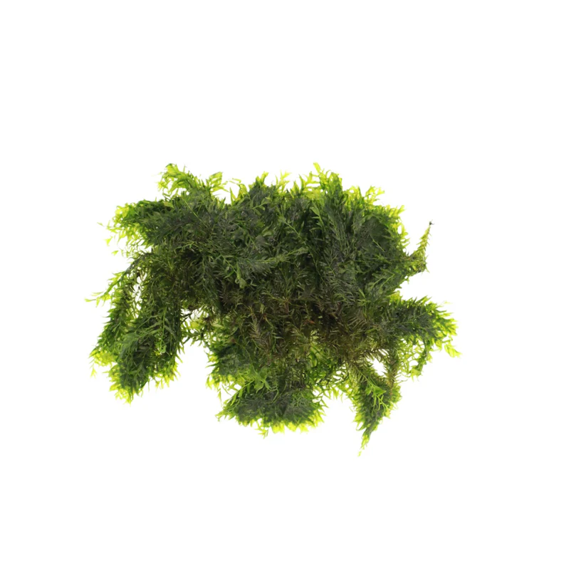 moss fissiden AquaLabs - Fissidens Moss - Image 1
