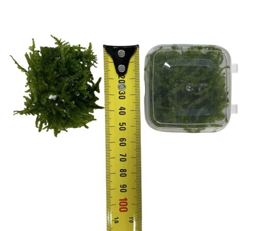 AquaLabs - Fissidens Moss - Image 2
