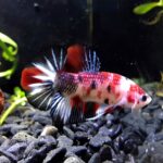 Plakat Betta/Siamese Fighting Fish - Image 3