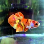 Plakat Betta/Siamese Fighting Fish - Image 2