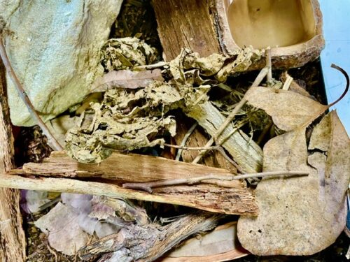 Rainforest Botanicals - Image 2