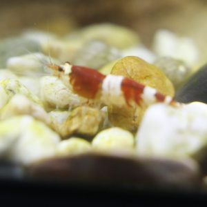 Red Crystal Shrimp