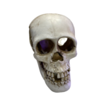 Skull - Image 2