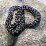 Marbled Spotted Python Reptiles - Aquarium Store Melbourne | Marine & Accessories | Corals ...