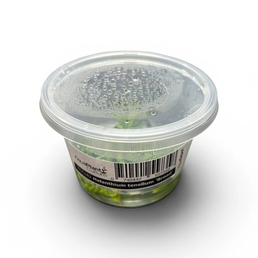 tenellumbroad Tissue Culture - Helanthium tenellum 'Broad' - Image 1