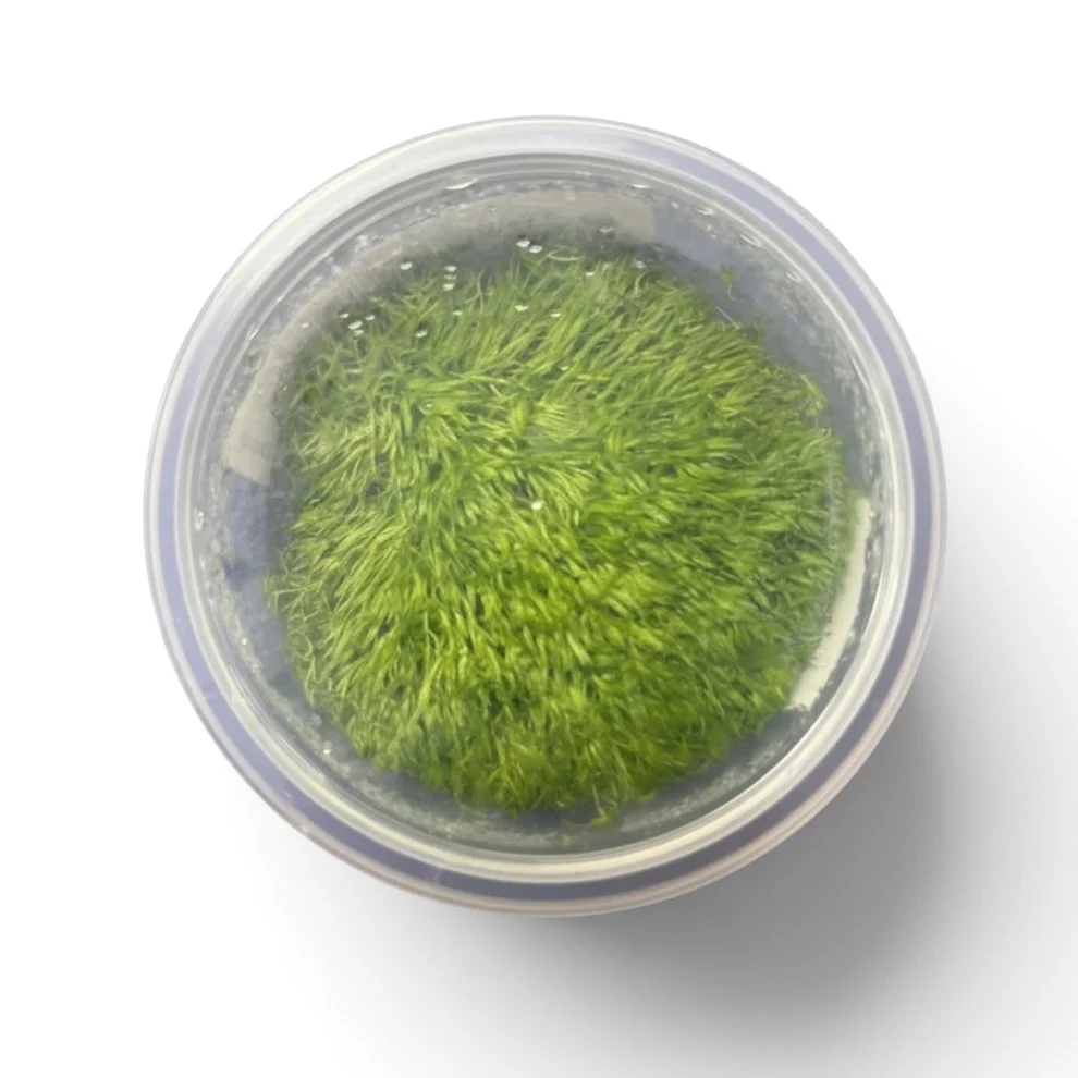 Tissue Culture - Utricularia graminifolia