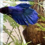 VeiltailBetta/Siamese Fighting Fish