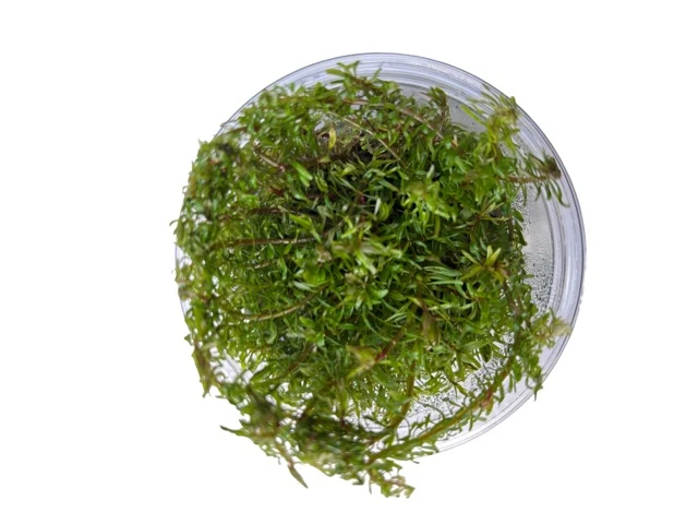Tissue Culture - Rotala wallichii
