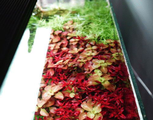 Chihiros WRGB 2 Slim - Image 4